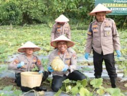 Dalam rangka mendukung Program Asta Cita Presiden RI,AKBP James Gelar panen Perdana di P2B