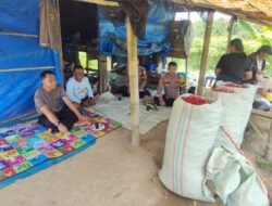 Kapolsek Banjar Agung Tinjau Lahan Cabai, Terungkap Fakta Mengejutkan Soal Hasil Panen