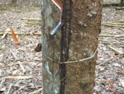 Diduga Petani Karet Gunung Katun Tanjungan Keluhkan Maraknya Pencurian CL Karet
