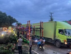 Pohon Raksasa Tumbang Di Jalintim, Arus Lalu Lintas Lumpuh! Polisi Gerak Cepat Selamatkan Situasi