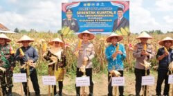 Panen Raya Jagung Serentak Kuartal Ii Dilaksanakan Meriah, Perkuat Ketahanan Pangan Nasional