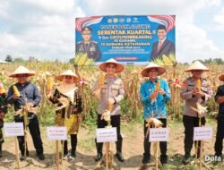Panen Raya Jagung Serentak Kuartal Ii Dilaksanakan Meriah, Perkuat Ketahanan Pangan Nasional