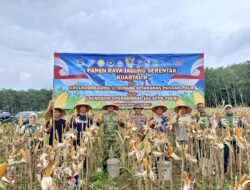 Panen Raya Jagung Serentak Kuartal II di Tumijajar, Polres Tulang Bawang Barat Dukung Ketahanan Pangan Nasional
