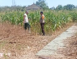 Bhabinkamtibmas Polsek Menggala Gerak Cepat Dorong Ketahanan Pangan Nasional, Ajak Warga Olah Seluruh Lahan Agar Produktif