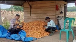 Tanaman Jagung Menjadi Contoh Nyata, Polres Tulang Bawang Perkuat Sinergi Dengan Masyarakat Di Bidang Pertanian