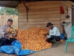Tanaman Jagung Menjadi Contoh Nyata, Polres Tulang Bawang Perkuat Sinergi Dengan Masyarakat Di Bidang Pertanian